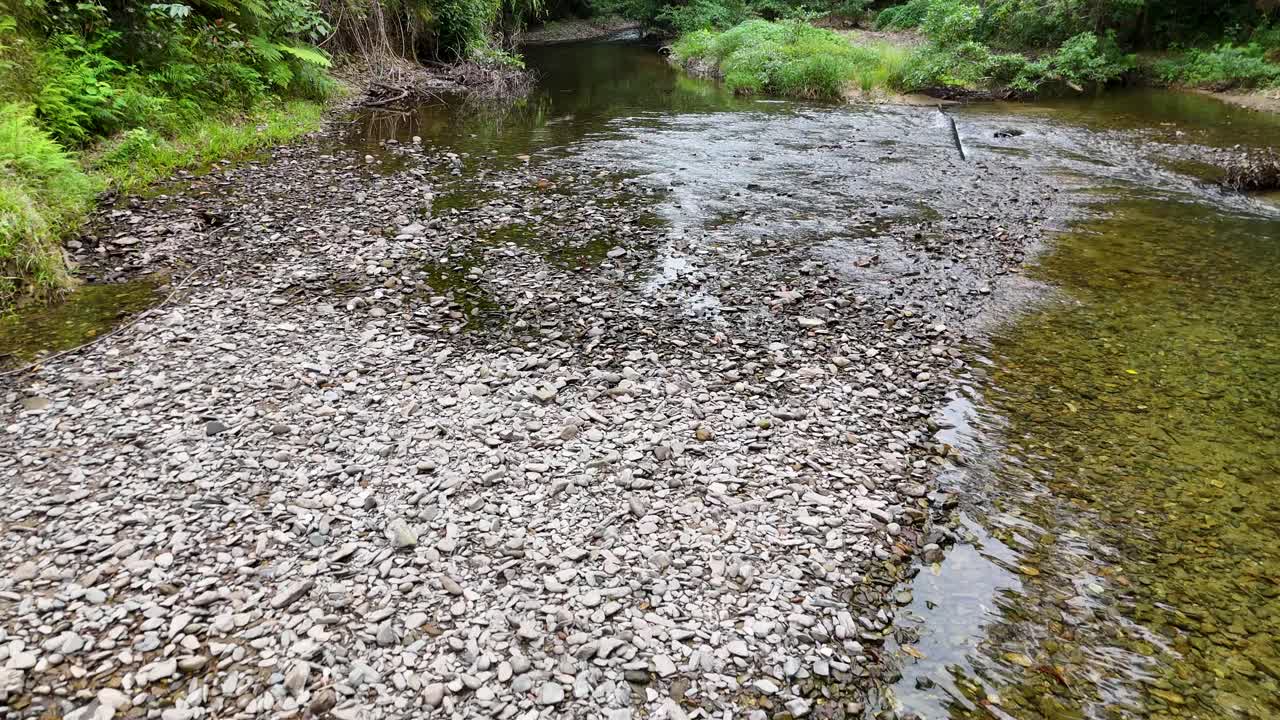 Drone footage captures a serene creek flowing through dense rainforest in Port Douglas, showcasing clear water and vibrant greenery