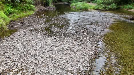 drone footage captures a serene creek flowing through dense rainforest in port douglas, showcasing clear water and vibrant greenery