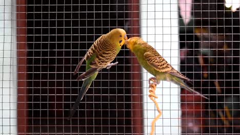 sharing affectionate love birds mating in a cage