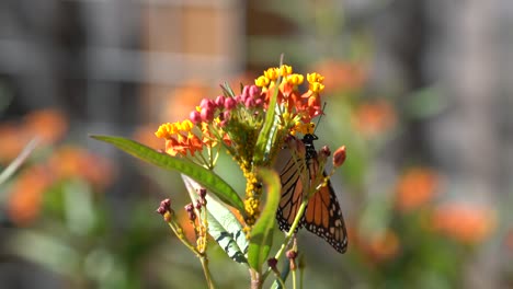 una sola mariposa monarca bebiendo néctar de una colorida flor de algodoncillo