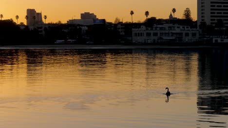 Cisne-Nadando-En-El-Agua-Amanecer-Muelle-De-St-Kilda-Pájaros-Marinos-Nadando-Amanecer-Cerca-Del-Muelle-Puerto-De-Amanecer