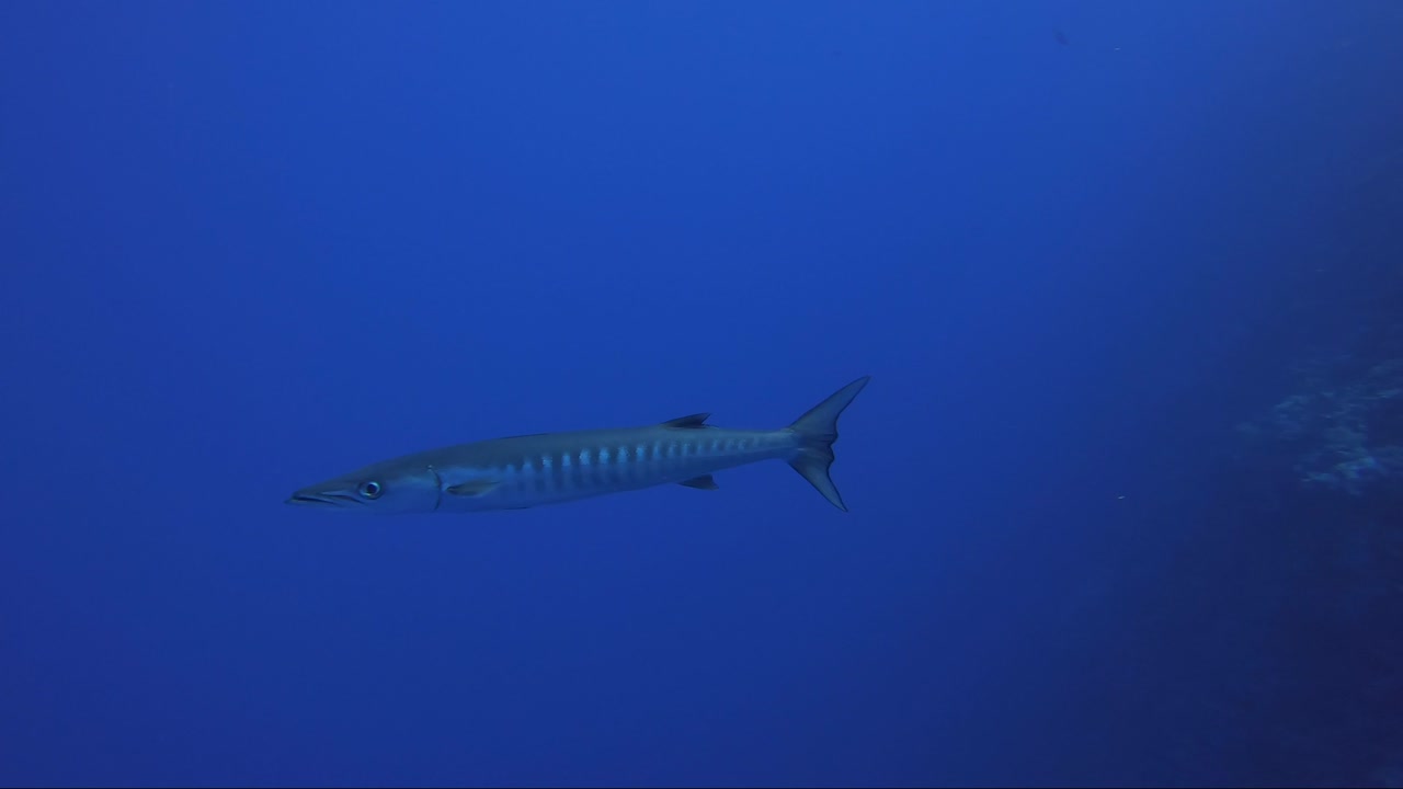 바라쿠다는 60%의 느린 동작으로 암초에서 푸른 바다까지 헤엄칩니다.