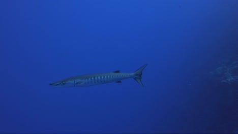 barracuda nada desde el arrecife hasta el agua azul en un 60% de cámara lenta