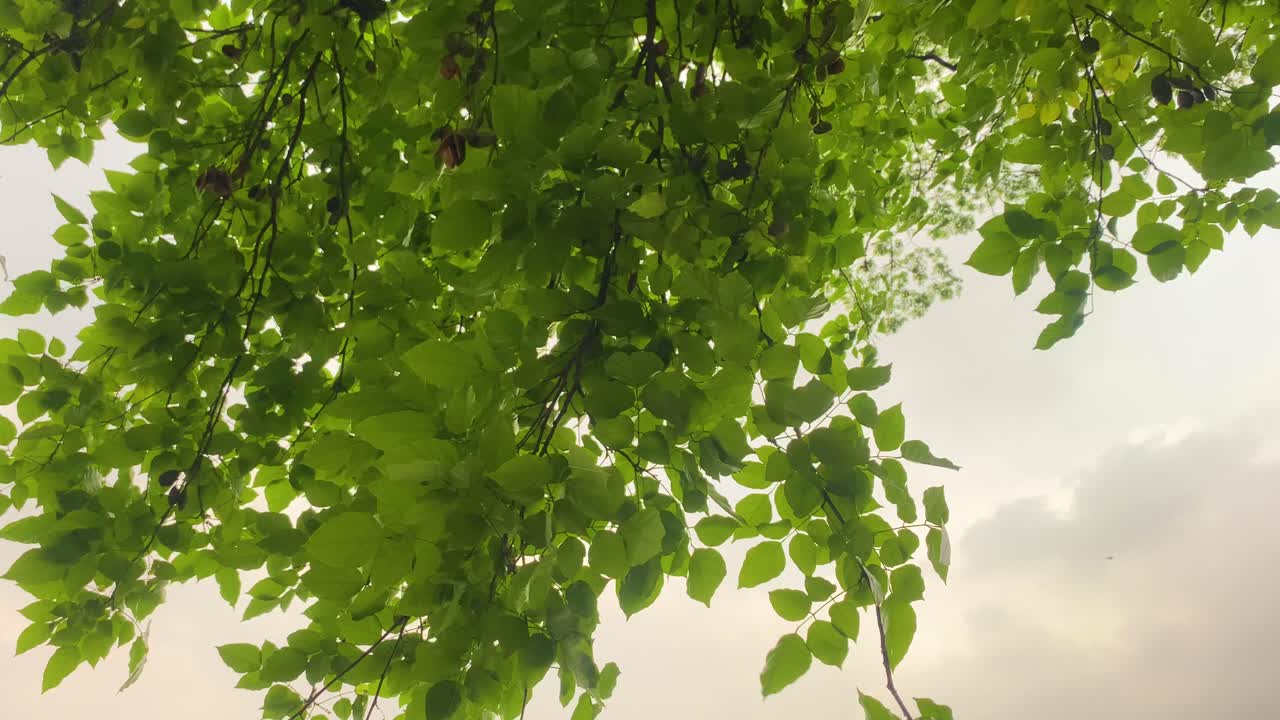 Tree Leafs And Branches Swinging In Soft Wind Free Stock Video Footage  Download Clips Abstract