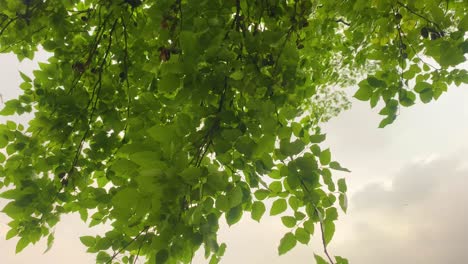 Baumblätter-Und-Äste,-Die-Im-Sanften-Wind-Schwingen