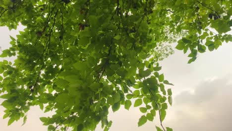 tree leafs and branches swinging in soft wind