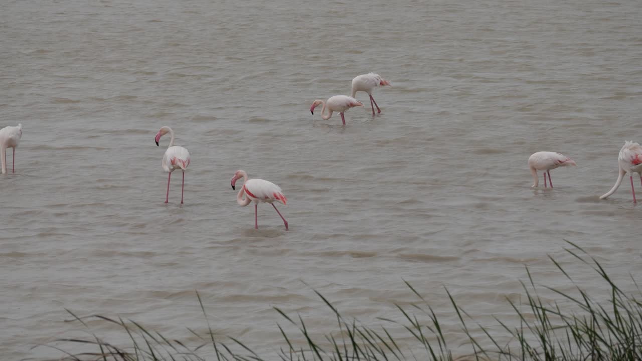 Flamingos wading in the Lucio del Lobo marsh, Doñana, with calm waters and greenery