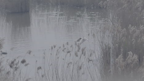 Vogel,-Der-Versucht,-Im-Wasser-In-Der-Nähe-Eines-Teiches-In-Einem-Naturpark-In-Zeitlupe-Auf-Einem-Grauen-Baumstamm-Zu-Landen