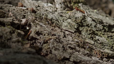 ants wander back and forth along the trunk of a hundred-year-old tree