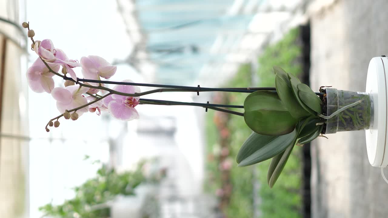 흐릿한 배경에 꽃이 있는 수직 360도 제품 비디오