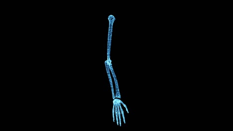 echando un vistazo más de cerca al brazo humano