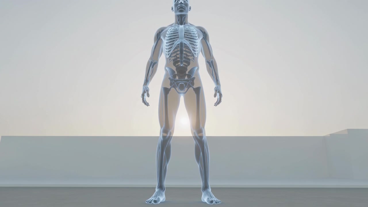 Camera panning up, revealing translucent anatomy model on low stage, halo showing skeleton for demo