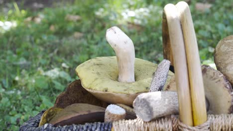 Close-up-shot-of-mushrooms-in-a-basket,-static-shot