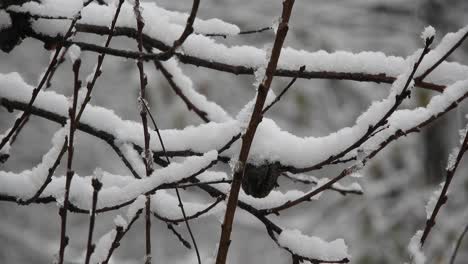 Atemberaubende-Winterlandschaft