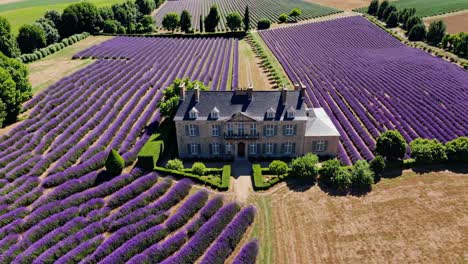 stunning aerial view of a traditional french manor house nestled amidst rows of vibrant purple lavender fields, creating a picturesque scene in the heart of provence during the summer bloom