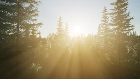 Healthy-Green-Trees-in-a-Forest