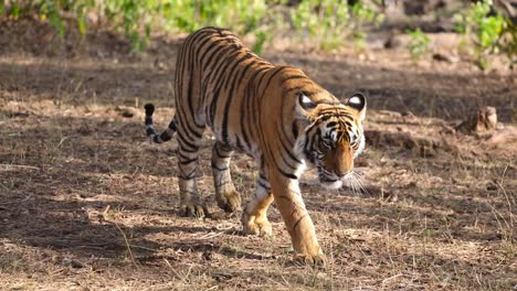 Una-Toma-De-Cuerpo-Completo-En-Cámara-Lenta-De-Un-Cachorro-De-Tigre-De-Bengala-Caminando-Hacia-La-Cámara