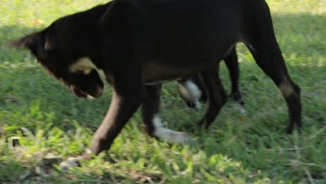 two adorable puppies play biting each other in a grassy back garden then run away - medium shot