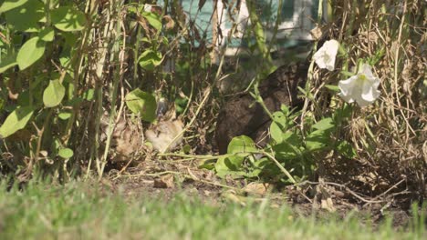 Free-Range-Hen-With-Chicks-Foraging-Food-In-The-Ground-At-Summer