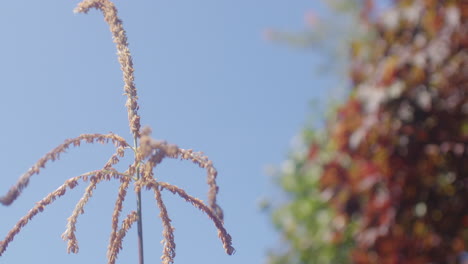 Mittlere-Zeitlupenaufnahme-Einer-Maisblume,-Die-Im-Wind-Weht