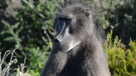 close up of a male baboon keeping watch over the troop