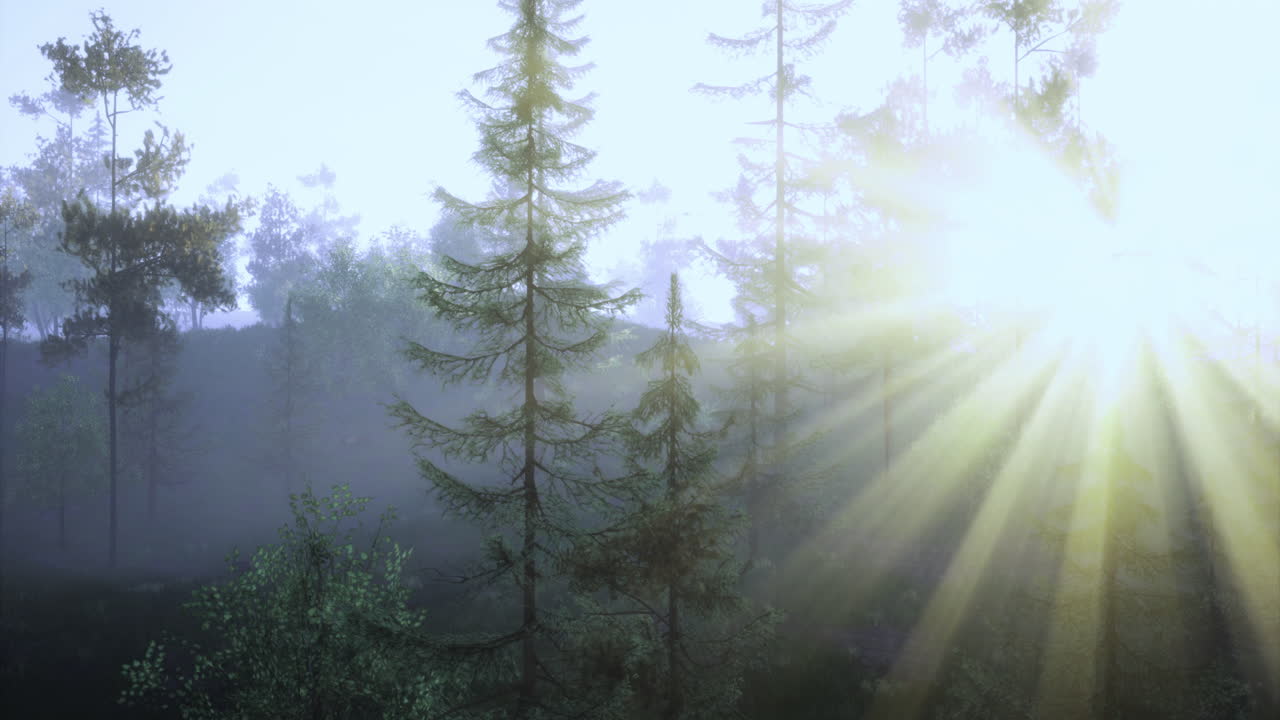 Morning sunlight filters through evergreen trees in a misty forest