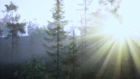 morning sunlight filters through evergreen trees in a misty forest