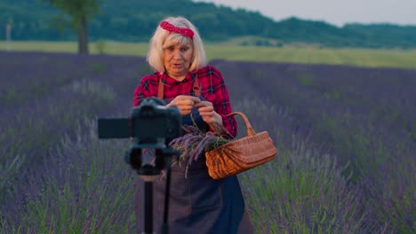 una abuela blogger senior grabando un tutorial de video vlog en el campo de las flores de lavanda púrpura