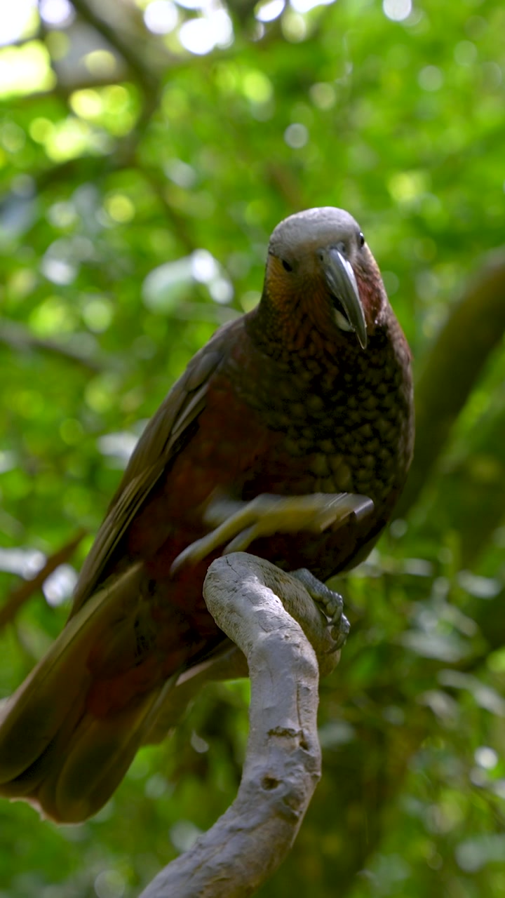 Pappagallo Kaka mangia su un ramo nel Zealandia Conservation Park, Nuova Zelanda, ripresa verticale statica a mano.
