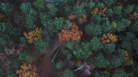 flyover drone shot of abandoned helicopter and plane amongst forest trees