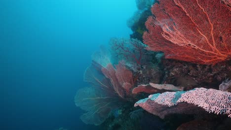 vibrant gorgonian sea fans shot underwater scuba diving in raja ampat in indonesia