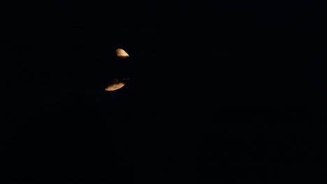 Almost full moon waxing gibbous rise over trees time lapse