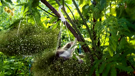 kitten sleeping