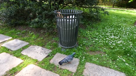 pigeon walking near trash can in park