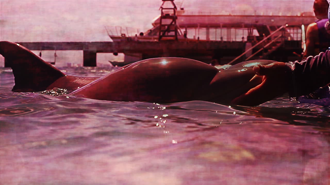 resumen de delfines 04