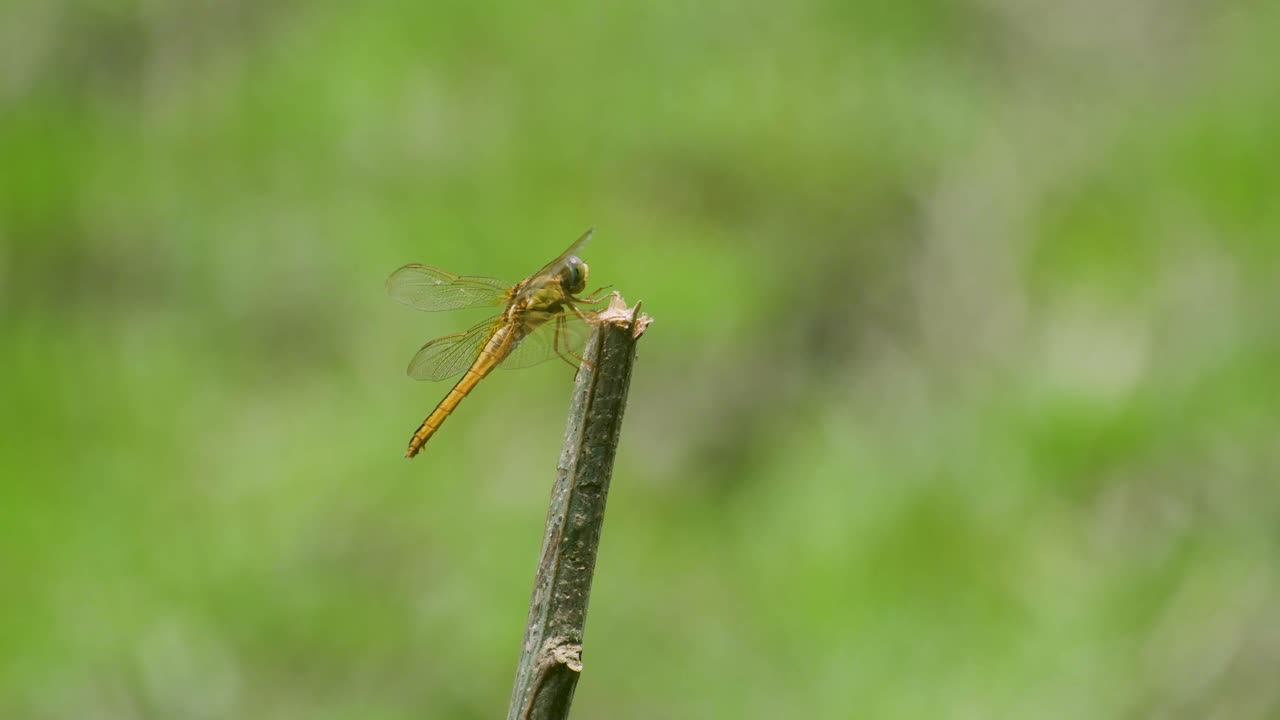 Female Scarlet Darter dragonfly perched on a twig in a warm, wild landscape
