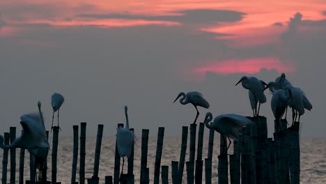 The-Great-Egret,-also-known-as-the-Common-Egret-or-the-Large-Egret