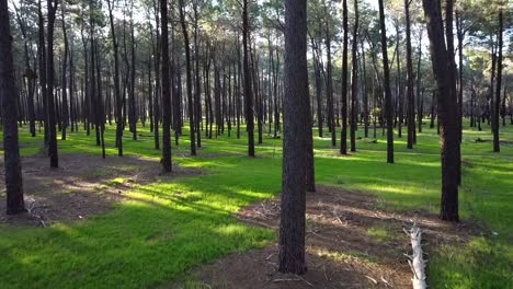 Slow-drone-through-Pine-Tree-Forest-Plantation-in-Gnangara,-Perth,-Western-Australia