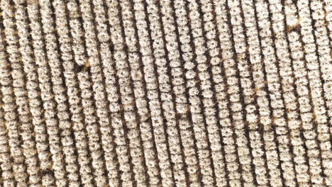 Fast-rotating-shot-of-white-almond-trees-in-bloom,-drone-descending