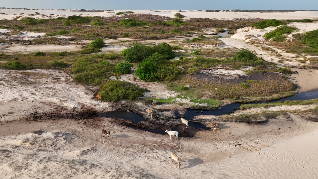 Aerial of green patches and small lakes amid the white dunes of Lencois Maranhenses, Brazil as cattle gather to drink water and graze