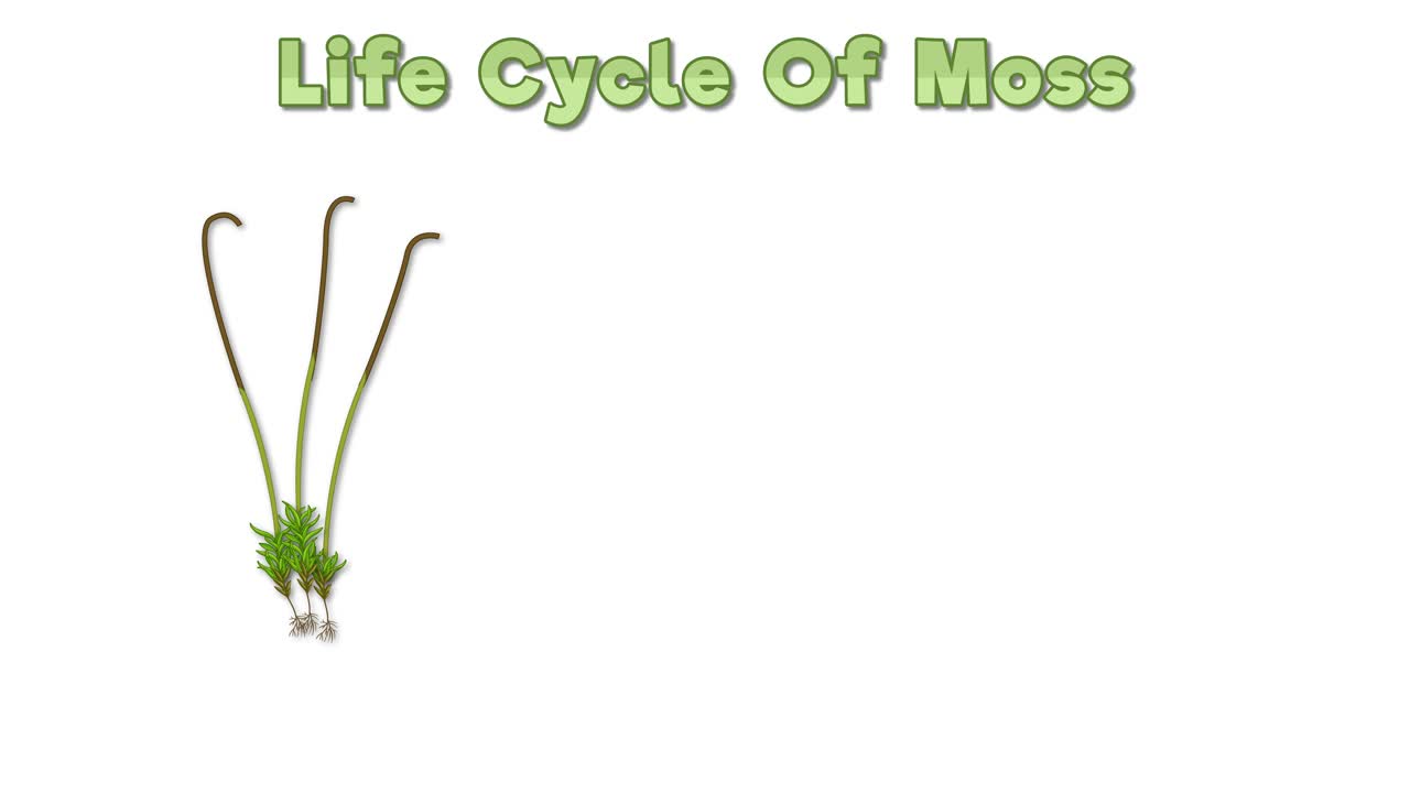 모스 번식 주기를 묘사하는 교육 애니메이션.