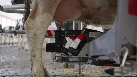 milking dairy cattle - cleaning brush of the milking machine cleans the udders of the dairy cow