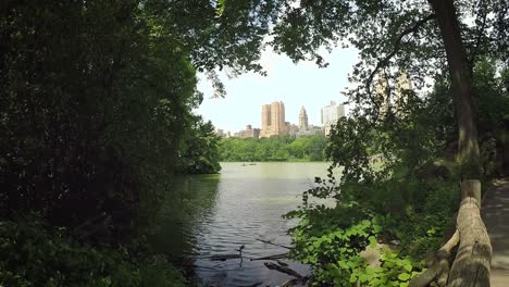 walking around in central park of new york with skyscrapers between the trees