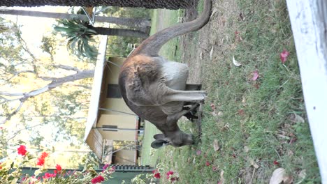 un canguro madre se alimenta de la hierba cerca de las tiendas de campamento con un bebé joey en su bolsa