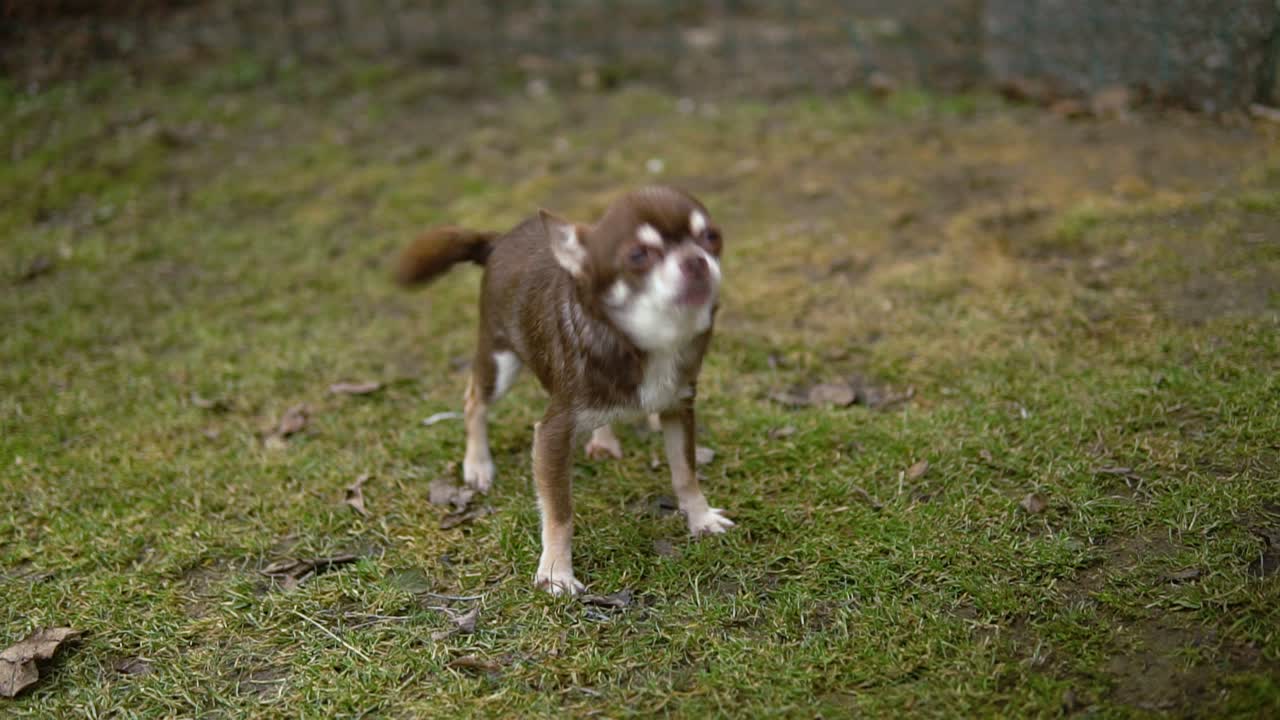 잔디밭에서 짖고 짖는 아주 작은 못생긴 갈색 개