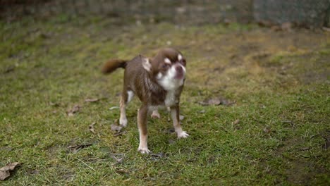 Very-small-ugly-brown-dog-barking-and-howling-on-grassy-ground