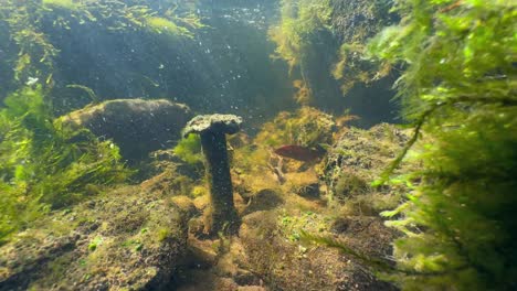 very large old iron nail from a collapsed dam at the bottom of a stream, estonia
