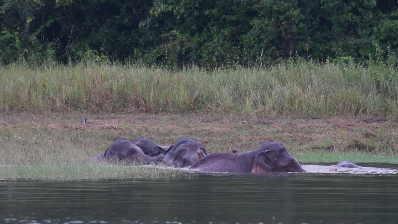 los elefantes asiáticos están en peligro y esta manada se divierte jugando y bañándose en un lago en el parque nacional khao yai
