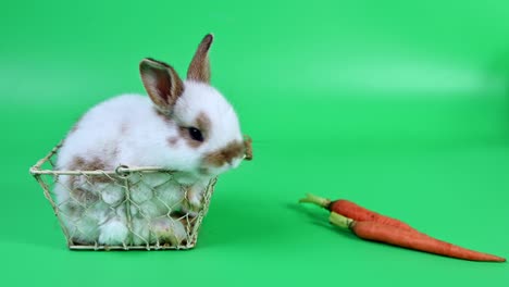 conejo en el fondo de la pantalla verde. animal espiritual y mascota inteligente para la pascua