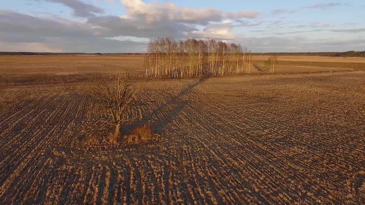 Einsamer Baum in fast monochromatischem Licht, Vorbeiflug über trockenes Frühlingsgras